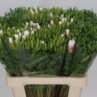 Freshy Clarkia Amoena “Rose Pink” | Colour: Mixed Colours | Length ± 65 centimeter | Per 50 stems fresh flowers