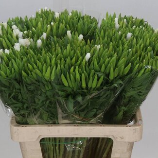Freshy Clarkia Amoena “White” | Farbe: Gemischte Farben | Länge ± 65 centimeter | Pro 50 Stiele frische Blumen