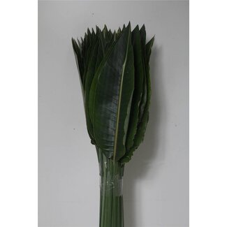 Freshy Strelitzia Leaves