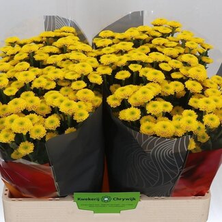 Freshy Chrysanthemum Chrysanthemum Santini XL “Aurinko” | Colour: Yellow | Length ± 55 centimetre | Per 25 stems fresh flowers