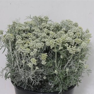 Freshy Cineraria 400gr (p. bos)