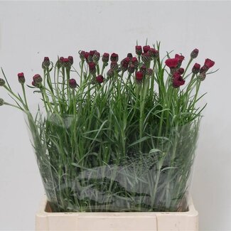 Freshy Centaurea Cornflower “Cerise” | Colour: Mixed Colours | Length ± 60 centimeter | Per 50 fresh flowers
