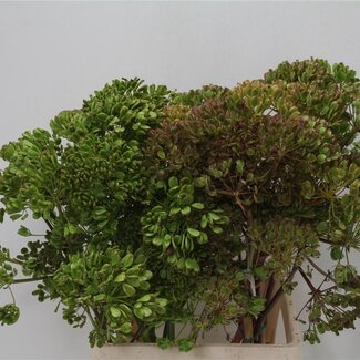 Freshy Ferulle 80cm