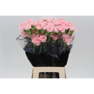 Freshy Lange Nelke “Doncel” | Farbe: Rosa | Länge ± 70 centimeter | Pro 20 frische Blumen