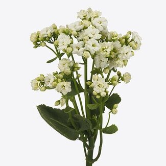 Freshy Kalanchoe Cryst “White Meadow” | Farbe: Weiß | Länge ± 40 centimeter | Pro 10 frische Blumen
