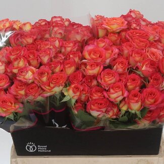 Freshy Holländische Trosrose “Summer Dance” | Farbe: Rot | Länge ± 40 centimeter | Pro 20 frische Rosen