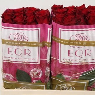 Freshy Großblütige Rose “Explorer” | Farbe: Rot | Länge ± 50 centimeter | Herkunft Ecuador | Pro 25 frische Rosen