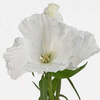 Freshy Clarkia Amoena “Grace White” | Farbe: Weiß | Länge ± 65 centimeter | Pro 50 Stielen frische Blumen