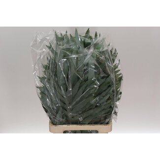 Freshy Phlebodium Blue Star (p.tak)