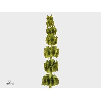 Freshy Moluccella