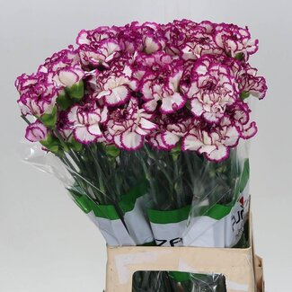 Freshy Lange Nelke “Funza Kino” | Farbe: Weiß | Länge ± 70 centimeter | Pro 20 frische Blumen