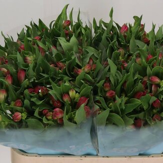 Freshy Alstroemeria “Rome” | Farbe: Rosa | Länge ± 75 centimeter | Pro 10 Stiele frische Blumen