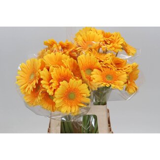 Freshy Gerbera “Submarine Bars” | Kleur: Geel | Lengte ± 65 centimeter | Per 10 verse bloemen