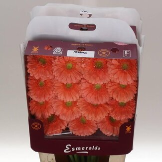 Freshy Gerbera Grootbloemig Aqua “Avignon” | Farbe: Orange | Länge ± 45 Zentimeter | Pro 15 frische Blumen