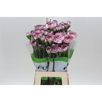 Freshy Long Carnation “Funza Damascus” | Colour: White | Length ± 70 centimeter | Per 20 fresh flowers