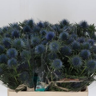 Freshy Eryngium Kreuzdistel “Magnetar Qstar” | Farbe: Blau | Länge ± 60 centimeter | Pro 10 frische Blumen