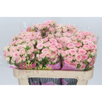 Freshy Hollandse Trosroos “Creamy Twister” | Kleur: Roze | Lengte ± 70 centimeter | Per 10 verse rozen