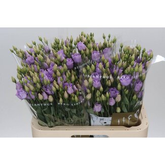 Freshy Eustoma Lisianthus Gefüllt “Rosi Lavender” | Farbe: Lila | Länge ± 70 centimeter | Pro 10 Stielen frische Blumen