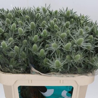 Freshy Eryngium Kreuzdistel “Sirius Questar” | Farbe: Grau | Länge ± 70 Zentimeter | Pro 10 frische Blumen