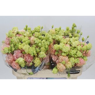Freshy Eustoma Lisianthus Double “Alissa Peach” | Colour: Pink | Length ± 70 centimetre | Per 10 stems fresh flowers