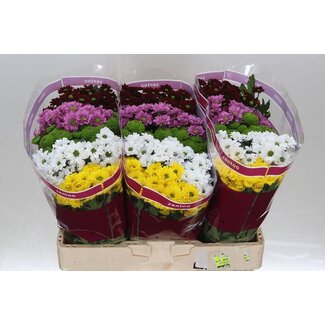 Freshy Chrysanthème Chrysant Santini “Mélangé Hot” | Couleur: Couleurs mélangées | Longueur ± 55 centimeter | Par 25 tiges de fleurs fraîches