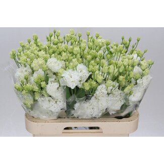 Freshy Eustoma Lisianthus Filled “Alissa Pure White” | Colour: White | Length ± 70 centimetre | Per 10 stems fresh flowers