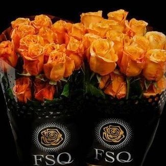 Freshy Großblütige Rose “Capriccio” | Farbe: Orange | Länge ± 60 centimeter | Herkunft Ecuador | Pro 20 frische Rosen