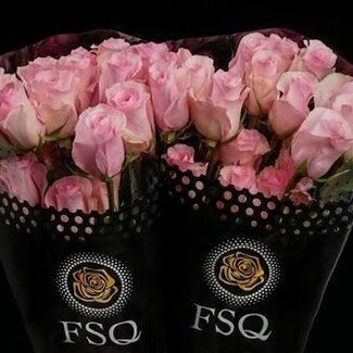 Freshy Großblütige Rose “Christa” | Farbe: Rosa | Länge ± 60 centimeter | Herkunft Ecuador | Pro 20 frische Rosen