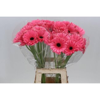 Freshy Gerbera “Pre-intenzz” | Colour: Pink | Length ± 65 centimetre | Per 10 fresh flowers