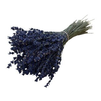 Dutch Dried Getrockneter Lavendel | Farbe: Dunkelblau Natuurlijk | Lavendel Trockenblumen | Länge ± 30 centimeter | Gewicht 70 gram | Pro Bund