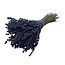 Getrockneter Lavendel | Farbe: Dunkelblau Natürlich | Lavendel Trockenblumen | Länge ± 30 centimeter | Gewicht 70 gram | Pro Bund