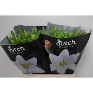 Freshy Lilie Longiflorum x Asiatische Lilie Aqua “Eyeliner” | Farbe: Weiß | Länge ± 90 centimeter | Pro 10 Stiele frische Blumen