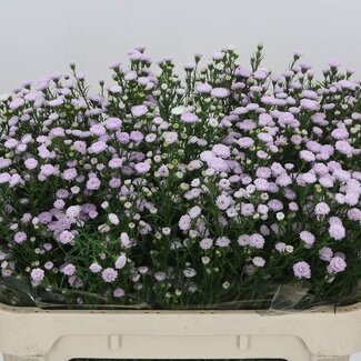 Freshy Aster Astee “Mb Pin Pea” | Farbe: Lila | Länge ± 70 centimeter | Pro 25 Stiele frische Blumen