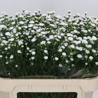 Freshy Neuengland-Aster Novi-Belgii “White Gypsy” | Farbe: Weiß | Länge ± 70 centimeter | Pro 25 Stielen frische Blumen