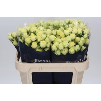 Freshy Hollandse Trosroos “Wedding Invite” | Colour: Yellow | Length ± 70 centimeter | Per 10 fresh roses