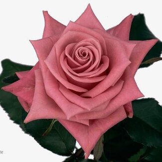 Freshy Rosen “Gotcha” | Farbe: Rosa | Länge ± 60 centimeter | Pro 25 Rosen