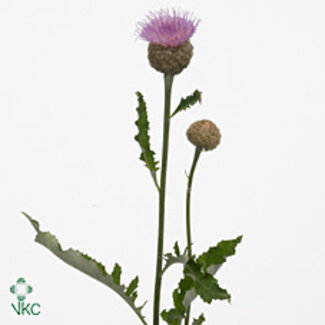 Freshy Centaurea “Pulchra Major” | Farbe: Lila | Länge ± 70 centimeter | Pro 5 frische Blumen