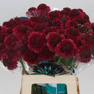 Freshy Scabiosa At “D Cherry Scoop” | Kleur: Roze | Lengte ± 60 centimeter | Per 25 verse bloemen