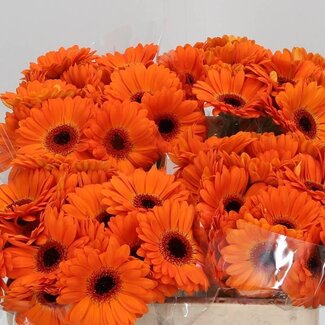 Freshy Germini Aqua “Allure” | Farbe: Orange | Länge ± 50 centimeter | Pro 20 frische Blumen