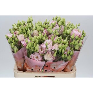 Freshy Eustoma Lisianthus Gevuld “Celeb Queen” | Kleur: Roze | Lengte ± 70 centimeter | Per 10 stelen verse bloemen
