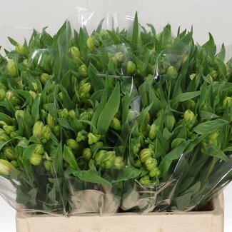 Freshy Alstroemeria Fl “Virginia” | Farbe: Weiß | Länge ± 60 centimeter | Pro 20 Stiele frische Blumen