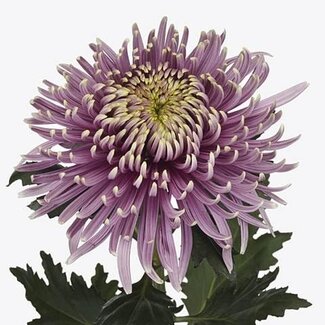 Freshy Deko Chrysantheme Chrysant “Baltazar Intense” | Farbe: Lila | Länge ± 75 centimeter | Pro 10 frische Blumen