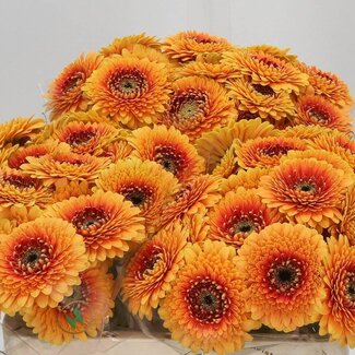Freshy Germini Aqua “Pomponi Bonita” | Farbe: Orange | Länge ± 50 centimeter | Pro 20 frische Blumen