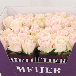 Freshy Roses “Sweet Avalanche” | Colour: Pink | Length ± 60 centimetre | Per 10 roses