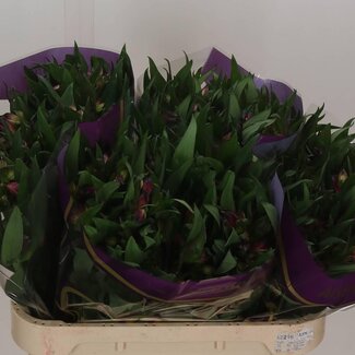 Freshy Alstroemeria “Morado” | Farbe: Lila | Länge ± 75 centimeter | Pro 10 Stiele frische Blumen