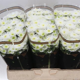 Freshy Chrysantheme Chrysant Santini “Maradona” | Farbe: Weiß | Länge ± 55 centimeter | Pro 25 Stiele frische Blumen