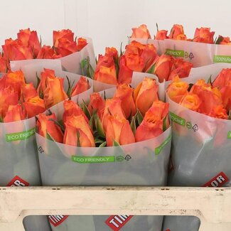 Freshy Rosen “Confidential” | Farbe: Orange | Länge ± 70 centimeter | Pro 10 Rosen