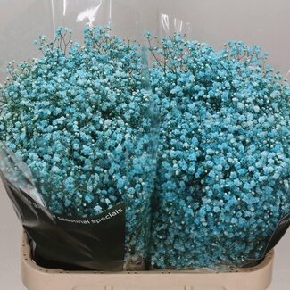 Freshy Gypsophila Schleierkraut “Türkis” Farbbehandelt | Farbe: Türkis | Länge ± 80 centimeter | Pro 25 Stiele frische Blumen
