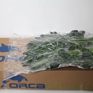 Freshy Aralia 50cm (p. bos)
