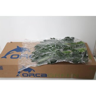 Freshy Aralia 50cm (p. bos)